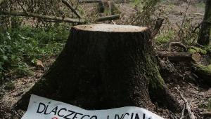 Puszcza Białowieska 3